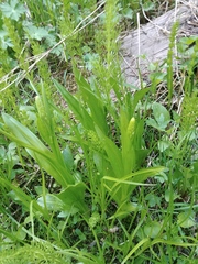 Platanthera dilatata albiflora