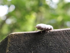 Coelostomidia