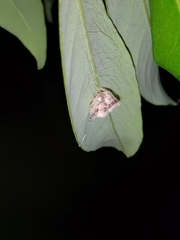 Taczanowskia sextuberculata
