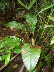 Anthurium bradeanum