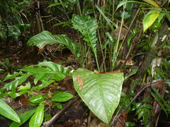 Anthurium bradeanum