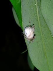 Taczanowskia sextuberculata