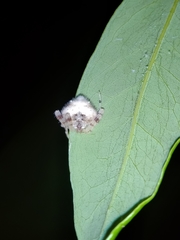 Taczanowskia sextuberculata