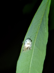 Taczanowskia sextuberculata