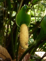 Anthurium bradeanum