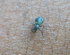 Polydrusus smaragdulus