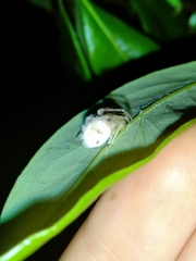 Taczanowskia sextuberculata