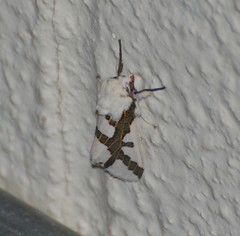 Euerythra phasma