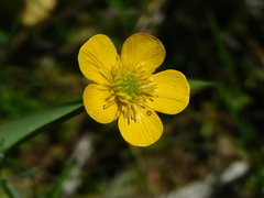 Ranunculus nigrescens