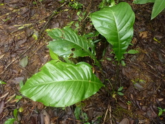 Anthurium bradeanum