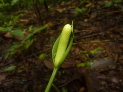 Anthurium bradeanum