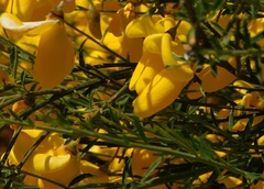 Cytisus oromediterraneus