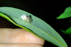 Taczanowskia sextuberculata