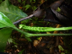 Anthurium bradeanum