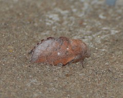 Phyllodesma occidentis