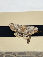 Arsenura polyodonta