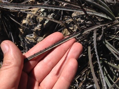 Dasylirion parryanum