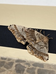 Arsenura polyodonta