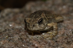 Anaxyrus fowleri