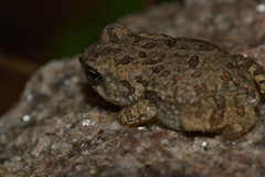 Anaxyrus fowleri