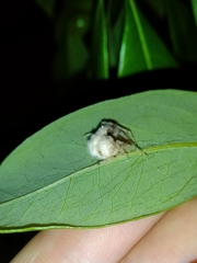 Taczanowskia sextuberculata