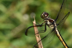 Libellula axilena