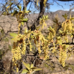 Quercus mexicana
