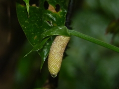 Anthurium bradeanum