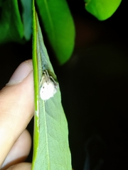 Taczanowskia sextuberculata