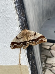 Arsenura polyodonta