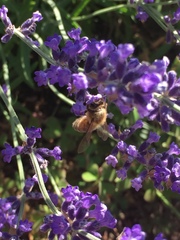 Apis mellifera