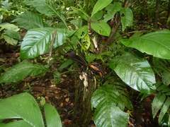Anthurium bradeanum