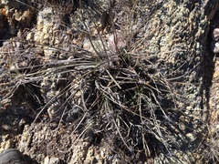 Dasylirion parryanum