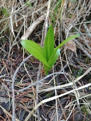 Platanthera dilatata albiflora