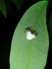 Taczanowskia sextuberculata