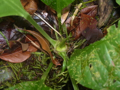 Anthurium bradeanum
