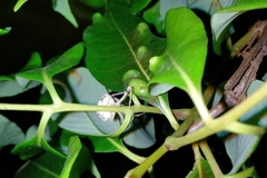 Taczanowskia sextuberculata