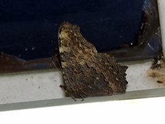 Aglais caschmirensis