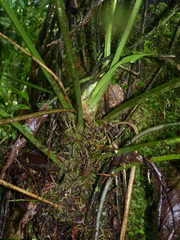 Anthurium bradeanum