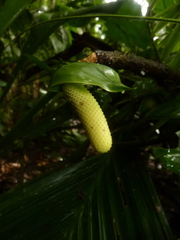 Anthurium bradeanum