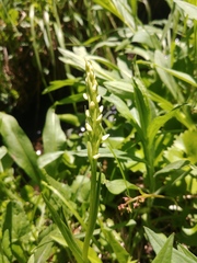 Platanthera dilatata albiflora