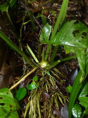 Anthurium bradeanum
