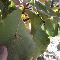 Quercus jonesii