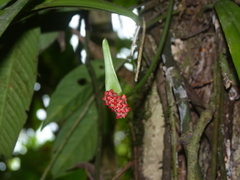 Anthurium bakeri
