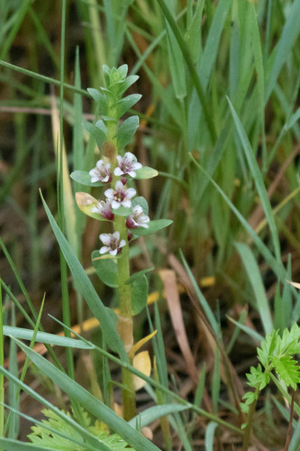 Lysimachia maritima iNat (3)
