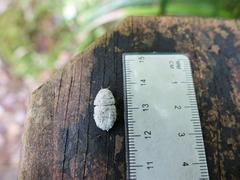 Coelostomidia
