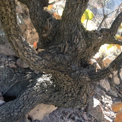 Quercus jonesii