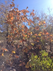 Quercus jonesii