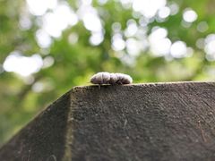 Coelostomidia