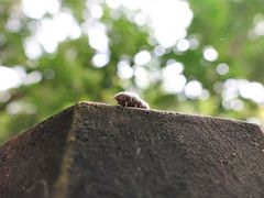 Coelostomidia